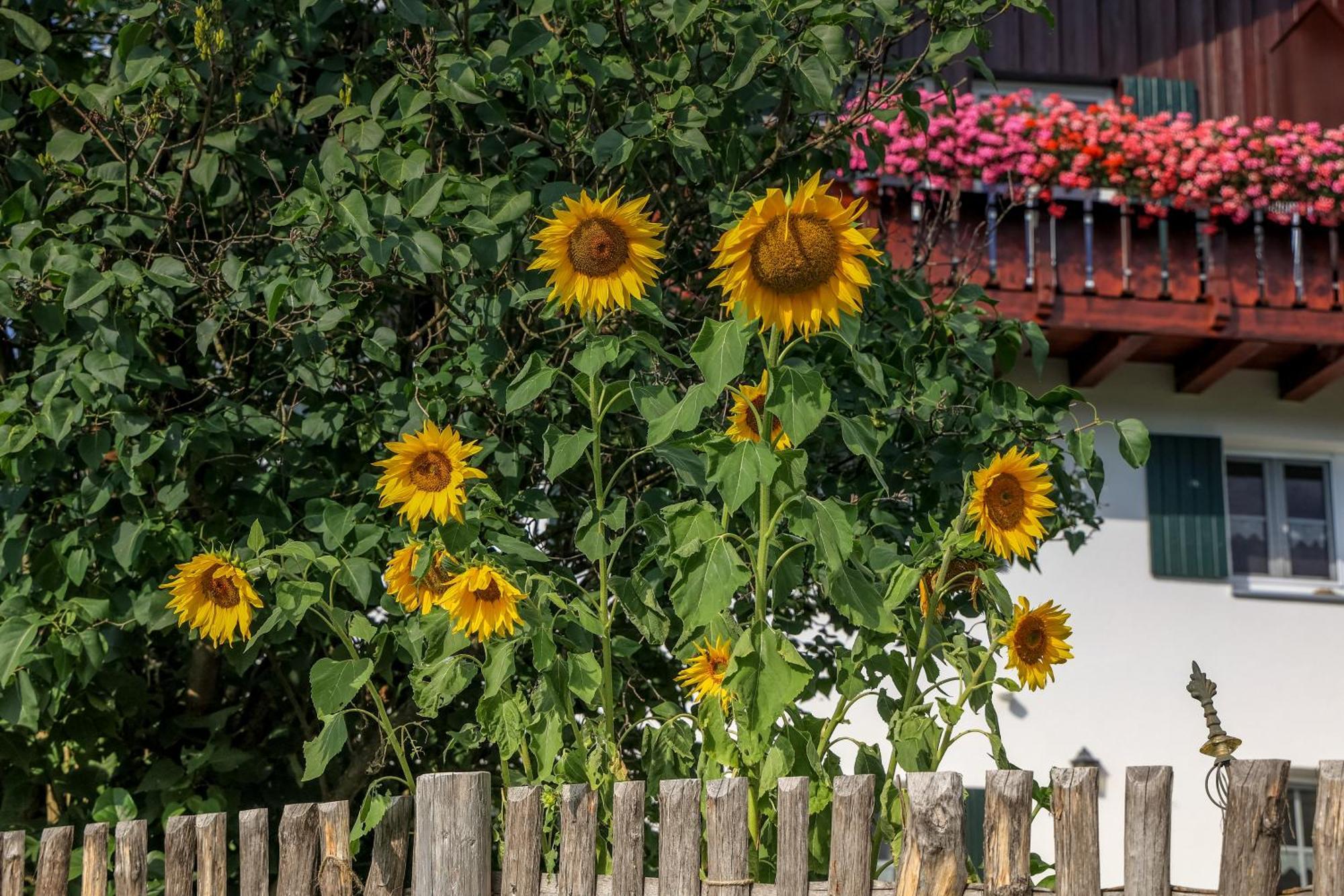 Gsolhof Lägenhet Rettenberg Exteriör bild